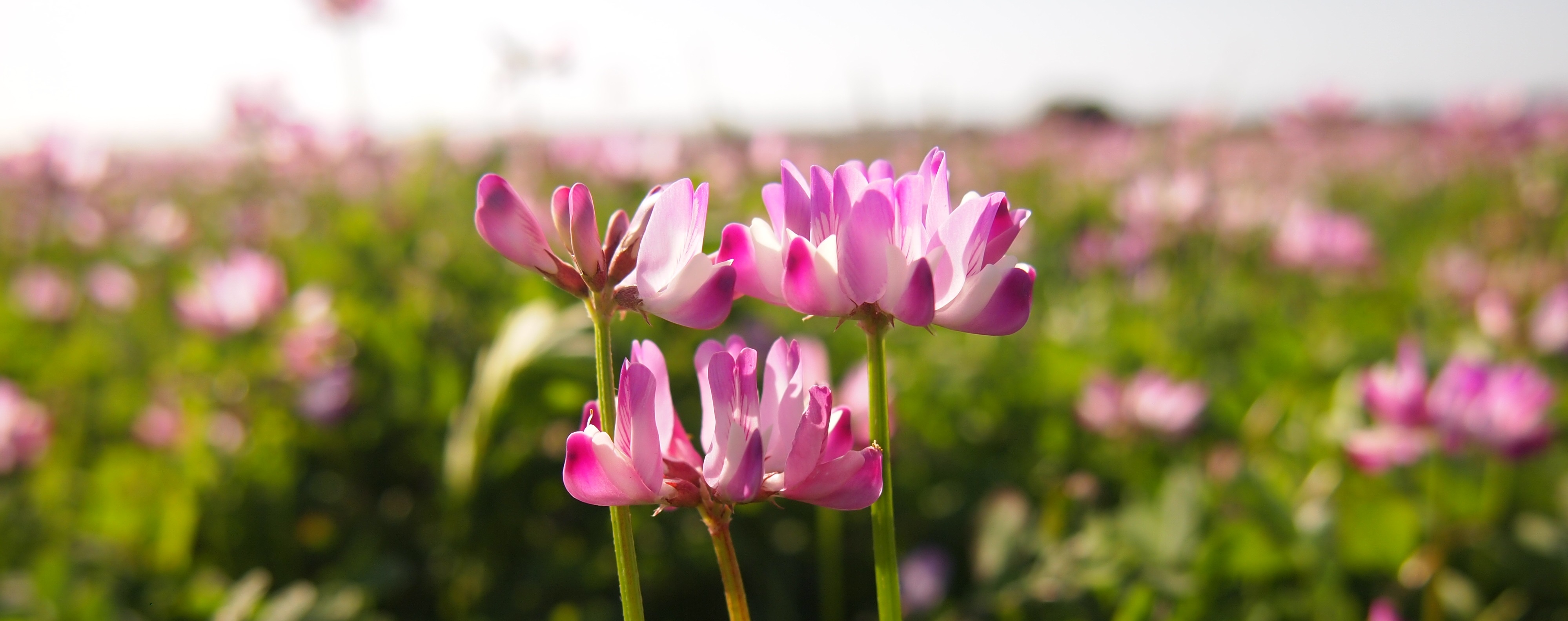 蓮華